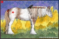Horse Color:White Spotted Chestnut 