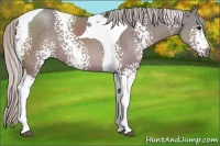 Horse Color:White Spotted Silver Grullo Tobiano 