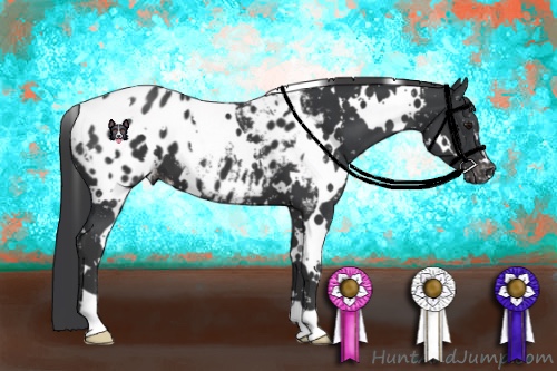 Horse Color:White Spotted Black Blanket 