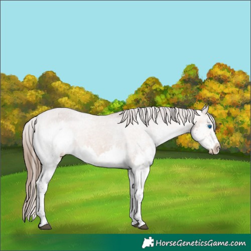 Horse Color:Bay Splash Tobiano Varnish
