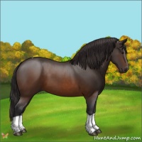 Horse Color:Buckskin Tobiano 