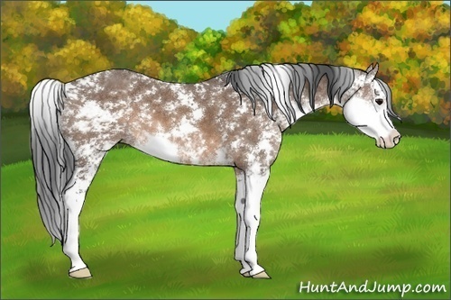 Horse Color:Brown Dun Sabino