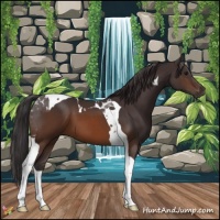 Horse Color:Buckskin Tobiano
