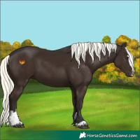 Horse Color:Liver Chestnut Mushroom Sabino 