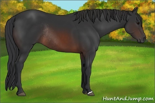 Horse Color:Brown Rabicano 