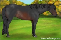 Horse Color:Brown Rabicano 