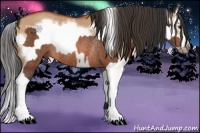 Horse Color:Brown Rabicano  and Bay Dun Splash Frame Rabicano 