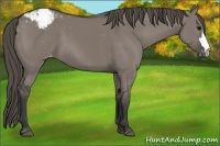 Horse Color:Grullo Snowcap