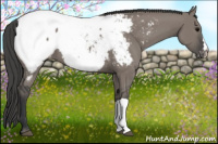 Horse Color:Grullo Appaloosa 