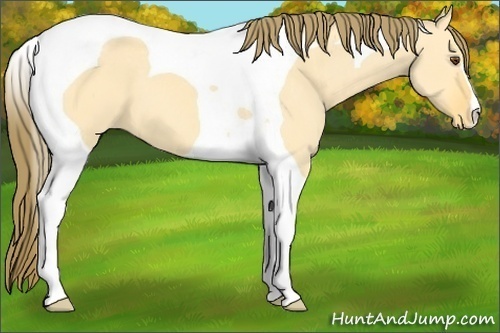 Horse Color:Buckskin Dun Tobiano Appaloosa 
