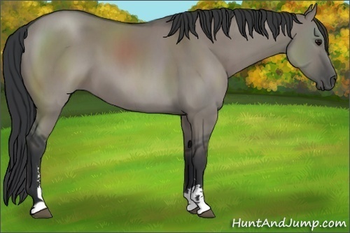 Horse Color:Grullo Sabino