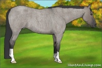 Horse Color:Grullo Roan 