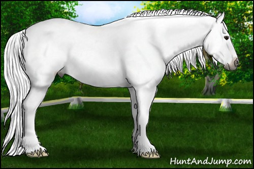 Horse Color:Gray Bay Sabino Appaloosa 