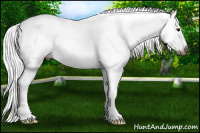 Horse Color:Gray Bay Sabino Near Leopard