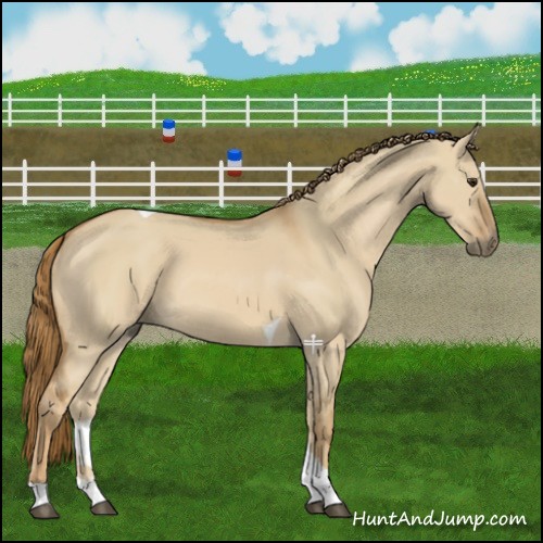 Horse Color:Red Dun Tobiano