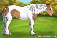 Horse Color:Buckskin Tobiano 