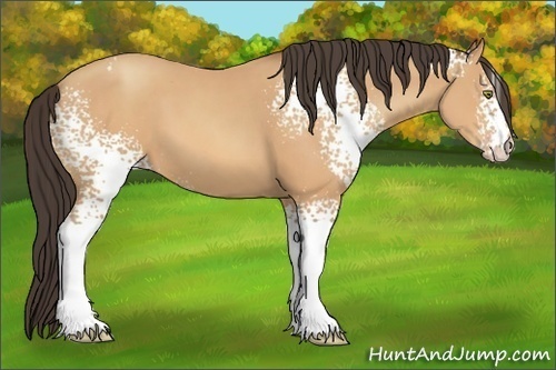 Horse Color:White Spotted Amber Champagne 