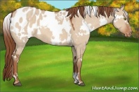 Horse Color:White Spotted Red Dun Appaloosa 