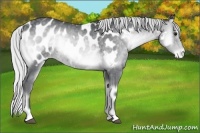 Horse Color:Silver Blue Onyx Chinchilla Appaloosa Rabicano 
