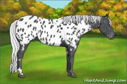 Horse Color:White Spotted Silver Black Chinchilla Appaloosa Rabicano 