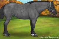 Horse Color:Blue Roan 