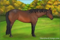 Horse Color:Brown 