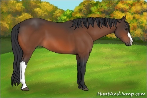 Horse Color:Bay 
