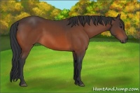 Horse Color:Brown 