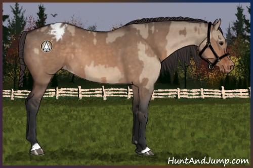Horse Color:Bay Dun  and Bay Dun Appaloosa 