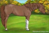 Horse Color:Red Roan Tobiano 