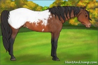 Horse Color:Bay Appaloosa 