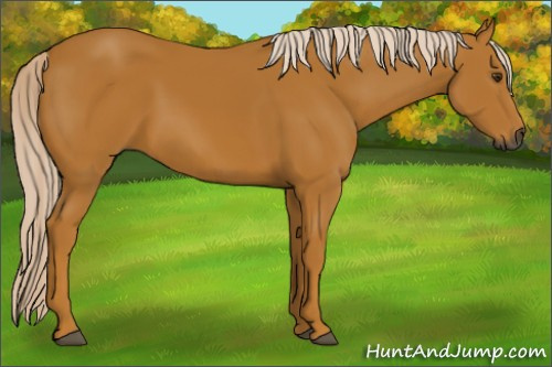 Horse Color:Gray Palomino 