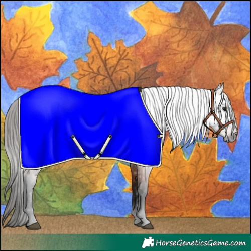 Horse Color:Gray Bay 