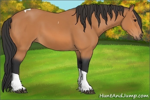 Horse Color:Bay Tobiano 