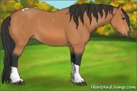 Horse Color:Bay Tobiano 