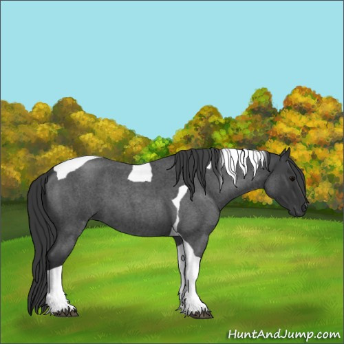 Horse Color:Blue Roan Tobiano