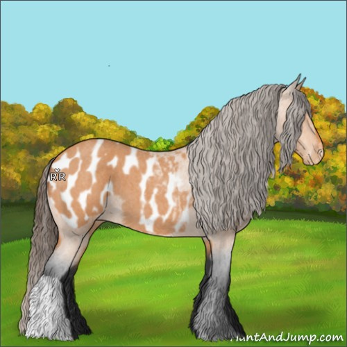 Horse Color:Bay Roan Appaloosa