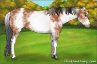 Horse Color:White Spotted Bay Sabino Frame 