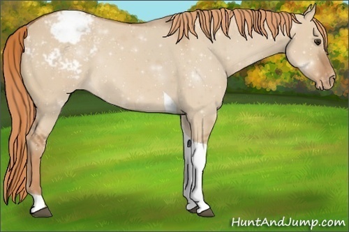 Horse Color:Red Dun Tobiano Appaloosa 