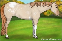Horse Color:Red Dun Tobiano Appaloosa 