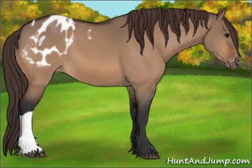 Horse Color:Bay Dun Appaloosa 