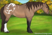 Horse Color:Bay Dun Appaloosa 