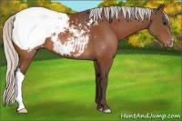 Horse Color:Silver Bay Appaloosa