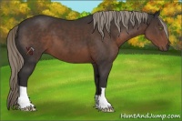 Horse Color:Liver Chestnut Mushroom 