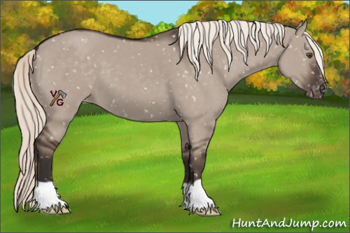 Horse Color:Liver Red Dun Mushroom Appaloosa 
