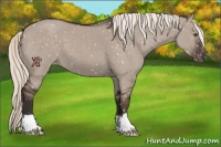 Horse Color:Liver Red Dun Mushroom Appaloosa 