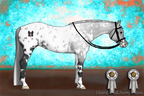 Horse Color:White Spotted Black Appaloosa 