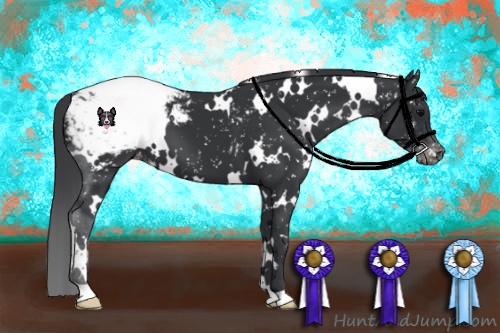 Horse Color:White Spotted Black Appaloosa 