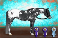Horse Color:White Spotted Black Appaloosa 