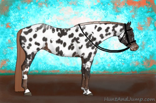 Horse Color:White Spotted Liver Chestnut Near Leopard